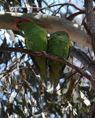 Glossopsitta concinna
