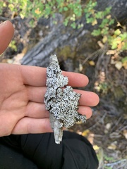 Physconia americana