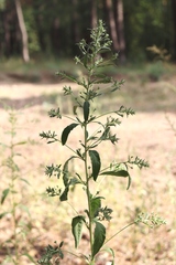 Axyris amaranthoides