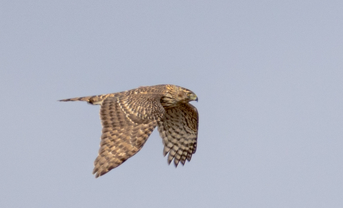 American Goshawk photographed in Connecticut