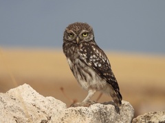 Little Owl photo 4