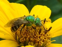 Agapostemon virescens