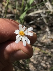 Chaetopappa ericoides