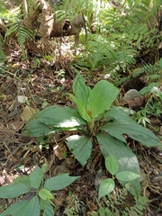 Calanthe triplicata