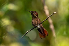 Chrysolampis mosquitus
