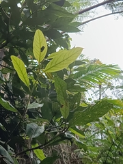Ocotea leucoxylon