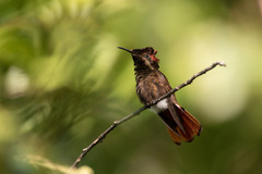 Chrysolampis mosquitus
