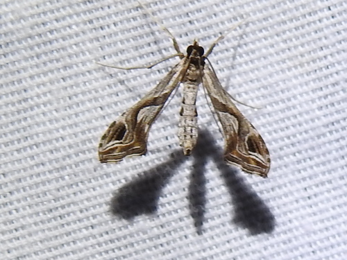 Eggplant Leafroller Moth photo 5
