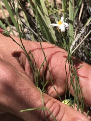 Chaetopappa ericoides