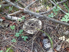 Russula brevipes acrior