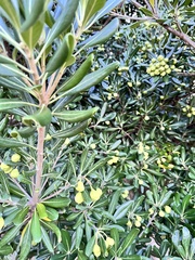 Pittosporum tobira