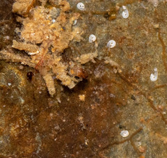 Skeneopsis planorbis