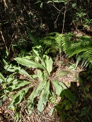 Calanthe triplicata