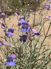 Penstemon incertus