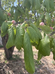 Prunus mexicana