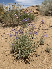 Penstemon incertus