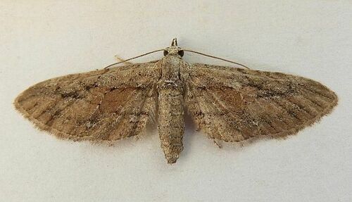 Small Pine Looper Moth photo 5