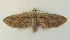 Eupithecia placidata