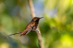 Chrysolampis mosquitus