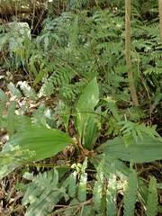 Calanthe triplicata