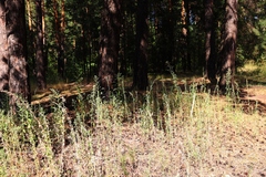 Axyris amaranthoides