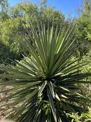 Yucca treculiana