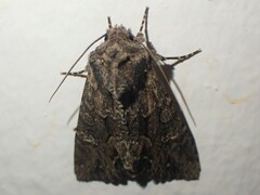 Mniotype occidentalis