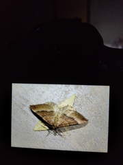 Larentia clavaria