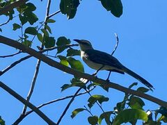 Fluvicola nengeta