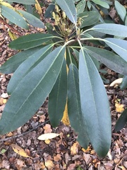 Rhododendron maximum