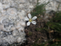 Eremogone capillaris