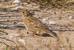 Calcarius pictus