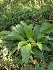Calanthe speciosa