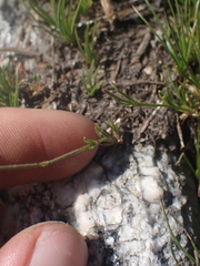 Eremogone capillaris