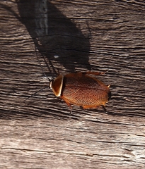 Ellipsidion humerale