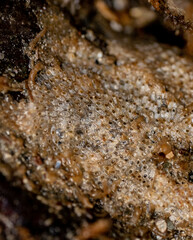 Cryptosula pallasiana