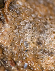 Cryptosula pallasiana