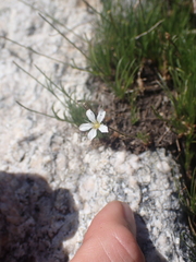 Eremogone capillaris