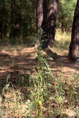 Axyris amaranthoides