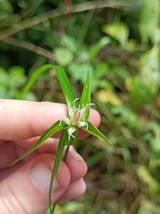 Rhynchospora radicans microcephala