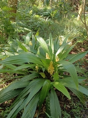 Calanthe speciosa