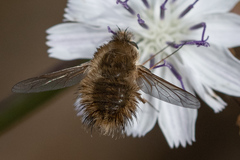Bombyliini