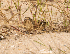 Calcarius pictus