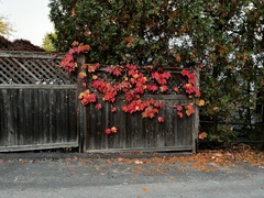 Parthenocissus tricuspidata
