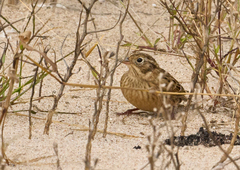 Calcarius pictus