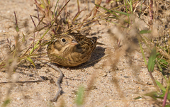 Calcarius pictus