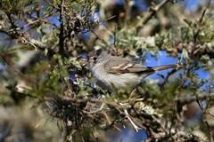 Camptostoma obsoletum