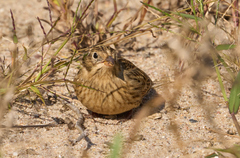 Calcarius pictus