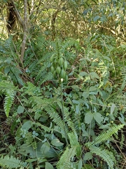 Calanthe triplicata