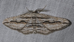 Ecleora solieraria